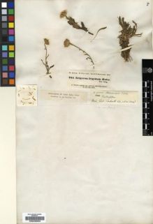 Type specimen at Edinburgh (E). Hohenacker, Rudolph: 761. Barcode: E00239052.