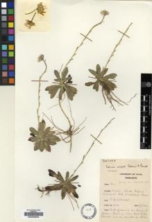 Type specimen at Edinburgh (E). Wright, Felix: 209. Barcode: E00239054.