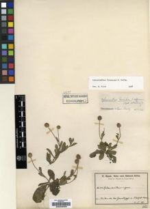 Type specimen at Edinburgh (E). Baum, Hugo: 181. Barcode: E00239056.