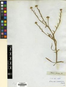 Type specimen at Edinburgh (E). Drège, Jean: . Barcode: E00239058.
