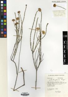 Type specimen at Edinburgh (E). Esterhuysen, Elsie: 34646. Barcode: E00239059.