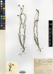 Type specimen at Edinburgh (E). Ward, Cecil: 1623. Barcode: E00239060.
