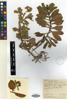 Type specimen at Edinburgh (E). Venter, J: 6443. Barcode: E00239066.