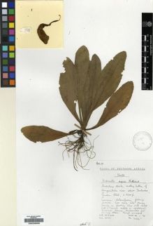 Type specimen at Edinburgh (E). Hilliard, Olive; Burtt, Brian: 7756. Barcode: E00239069.