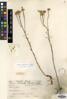 Type specimen at Edinburgh (E). Goetze, W: 1361. Barcode: E00239072.