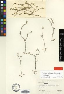 Type specimen at Edinburgh (E). Wendelbo, Per; Hedge, Ian; Ekberg, Lars: W8481. Barcode: E00239081.