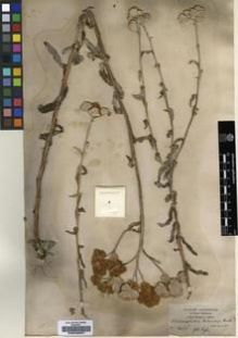 Type specimen at Edinburgh (E). Schimper, Georg: 1435. Barcode: E00239087.