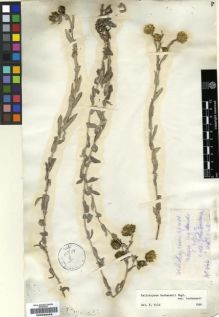 Type specimen at Edinburgh (E). Buchanan, John: 444. Barcode: E00239089.