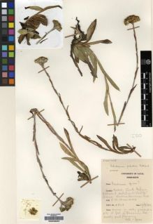 Type specimen at Edinburgh (E). Hilliard, Olive: 4828. Barcode: E00239097.