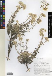 Type specimen at Edinburgh (E). Hilliard, Olive; Burtt, Brian: 14363. Barcode: E00239098.