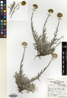 Type specimen at Edinburgh (E). Hilliard, Olive: 5334. Barcode: E00239099.
