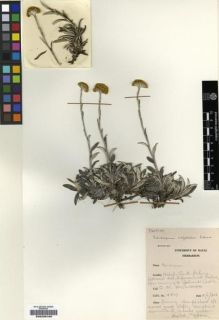 Type specimen at Edinburgh (E). Hilliard, Olive: 4809. Barcode: E00239100.