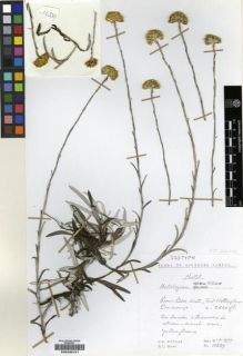 Type specimen at Edinburgh (E). Hilliard, Olive; Burtt, Brian: 10329. Barcode: E00239101.