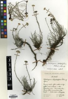 Type specimen at Edinburgh (E). Hilliard, Olive; Burtt, Brian: 5933. Barcode: E00239102.