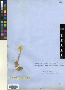 Type specimen at Edinburgh (E). Drège, Jean: . Barcode: E00239104.