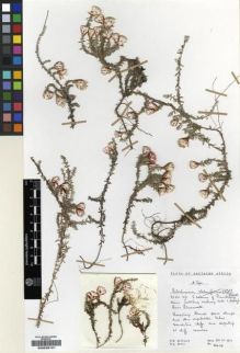 Type specimen at Edinburgh (E). Hilliard, Olive; Burtt, Brian: 10629. Barcode: E00239121.