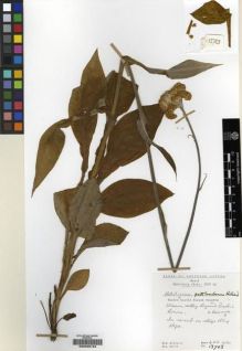 Type specimen at Edinburgh (E). Hilliard, Olive; Burtt, Brian: 13783. Barcode: E00239124.