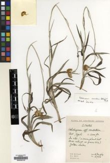 Type specimen at Edinburgh (E). Hilliard, Olive; Burtt, Brian: 5766. Barcode: E00239125.