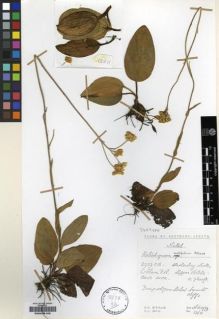 Type specimen at Edinburgh (E). Hilliard, Olive; Burtt, Brian: 12611. Barcode: E00239126.