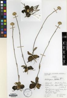 Type specimen at Edinburgh (E). Hilliard, Olive; Burtt, Brian: 12613. Barcode: E00239129.