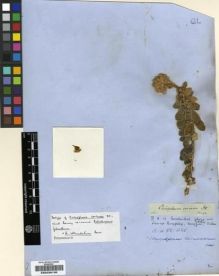 Type specimen at Edinburgh (E). Drège, Jean: . Barcode: E00239130.