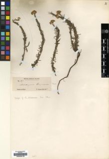 Type specimen at Edinburgh (E). Cooper, T.: 617. Barcode: E00239132.