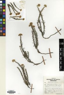 Type specimen at Edinburgh (E). Hilliard, Olive: 4954. Barcode: E00239133.