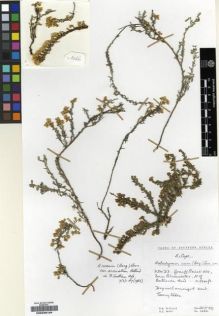 Type specimen at Edinburgh (E). Hilliard, Olive; Burtt, Brian: 10661. Barcode: E00239134.