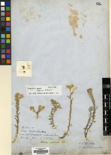 Type specimen at Edinburgh (E). Drège, Jean: . Barcode: E00239140.