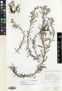 Type specimen at Edinburgh (E). Hilliard, Olive; Burtt, Brian: 10900. Barcode: E00239141.