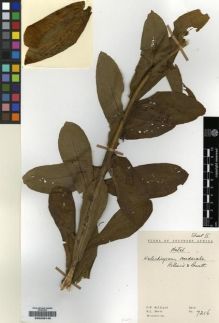 Type specimen at Edinburgh (E). Hilliard, Olive; Burtt, Brian: 7216. Barcode: E00239145.