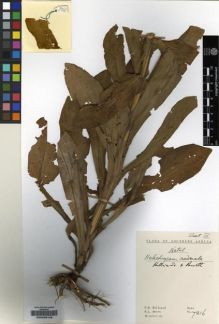 Type specimen at Edinburgh (E). Hilliard, Olive; Burtt, Brian: 7216. Barcode: E00239146.