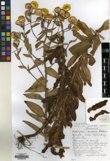 Type specimen at Edinburgh (E). Hilliard, Olive; Burtt, Brian: 14365. Barcode: E00239149.