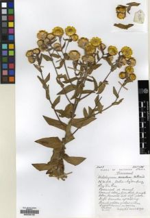 Type specimen at Edinburgh (E). Hilliard, Olive; Burtt, Brian: 14365. Barcode: E00239150.