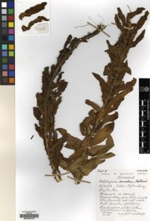 Type specimen at Edinburgh (E). Hilliard, Olive; Burtt, Brian: 14365. Barcode: E00239151.