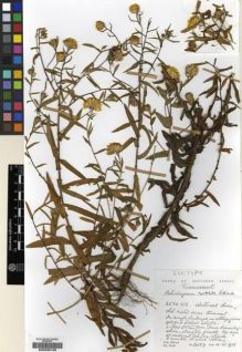 Type specimen at Edinburgh (E). Hilliard, Olive; Burtt, Brian: 14189. Barcode: E00239152.
