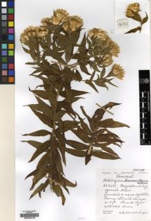 Type specimen at Edinburgh (E). Hilliard, Olive; Burtt, Brian: 14332. Barcode: E00239156.