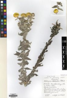Type specimen at Edinburgh (E). Hilliard, Olive; Burtt, Brian: 14193. Barcode: E00239157.