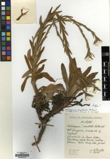 Type specimen at Edinburgh (E). Hilliard, Olive; Burtt, Brian: 5856. Barcode: E00239161.