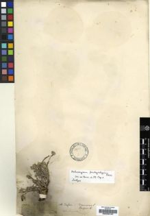 Type specimen at Edinburgh (E). Zeyher, Carl: 895. Barcode: E00239167.