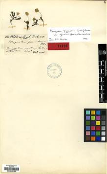 Type specimen at Edinburgh (E). Von Heldreich, Theodor: . Barcode: E00239168.