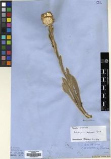 Type specimen at Edinburgh (E). Ecklon, Christian; Zeyher, Carl: . Barcode: E00239171.