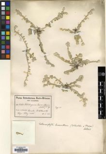 Type specimen at Edinburgh (E). Schlechter, Friedrich: 10061. Barcode: E00239174.