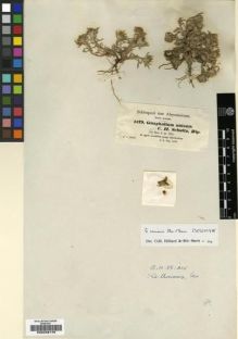 Type specimen at Edinburgh (E). Schimper, Wilhelm: 1179. Barcode: E00239175.