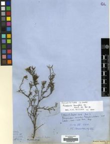 Type specimen at Edinburgh (E). Ecklon, Christian; Zeyher, Carl: 52.8. Barcode: E00239191.