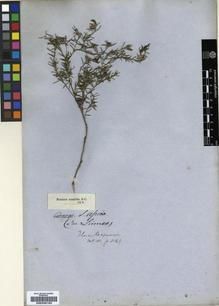 Type specimen at Edinburgh (E). Ecklon, Christian; Zeyher, Carl: 52.8. Barcode: E00239192.