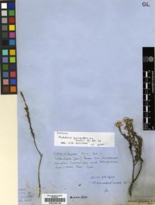 Type specimen at Edinburgh (E). Ecklon, Christian; Zeyher, Carl: . Barcode: E00239193.