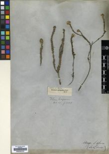 Type specimen at Edinburgh (E). Ecklon, Christian; Zeyher, Carl: . Barcode: E00239194.