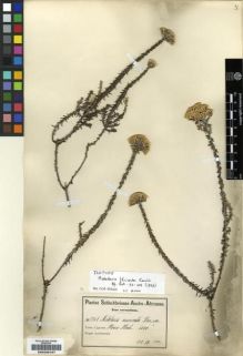 Type specimen at Edinburgh (E). Schlechter, Friedrich: 7768. Barcode: E00239197.