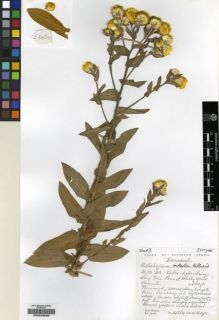 Type specimen at Edinburgh (E). Hilliard, Olive; Burtt, Brian: 14364. Barcode: E00239200.